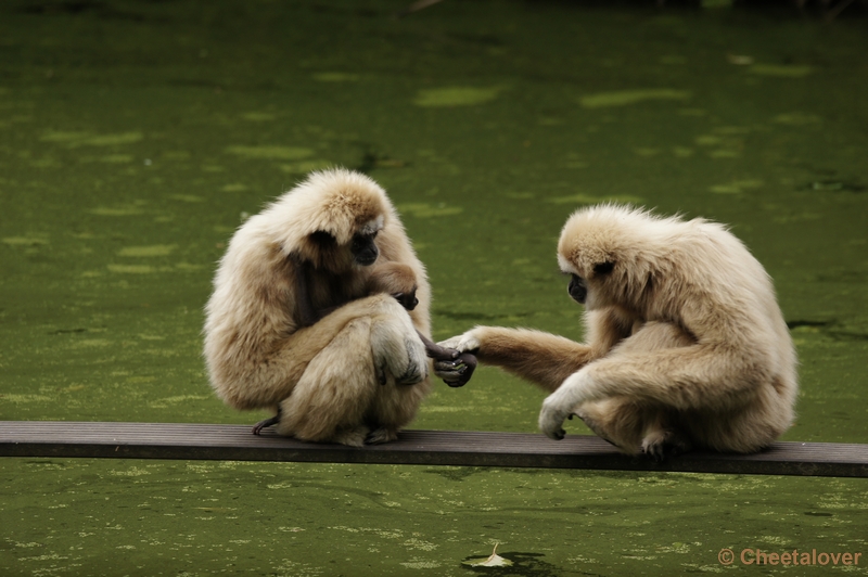 DSC01938 (2).JPG - Withandgibbon